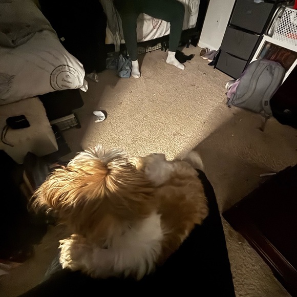 Meet your Posher, Makayla - Picture 4 of 5